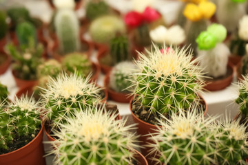 Pots with beautiful cacti, closeup. Tropical flowers