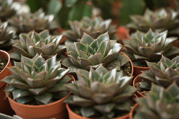 Obraz premium Beautiful echeverias in pots, closeup. Tropical flowers