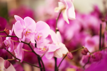 Naklejka na ściany i meble Beautiful pink orchid flowers, closeup. Tropical plant