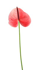 Beautiful pink anthurium flower on white background. Tropical plant © New Africa