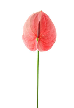 Beautiful pink anthurium flower on white background. Tropical plant
