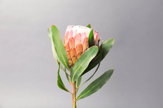 Fototapeta Beautiful protea flower on gray background. Tropical plant