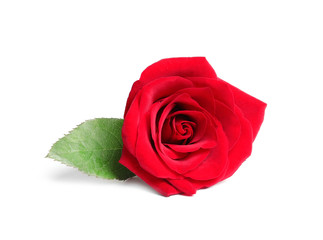 Beautiful red rose flower on white background