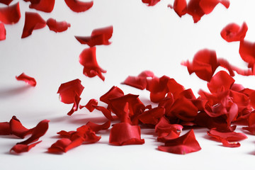 Beautiful rose petals falling on light background