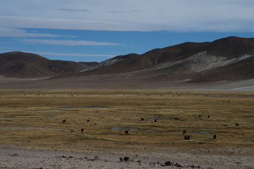plain with yellow vegetation near small mountains
