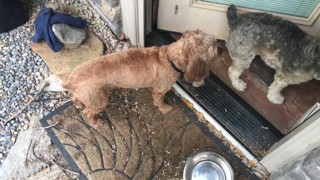 Red and Brindle Cockapoo Dogs debating entering a door until is starts to close on them