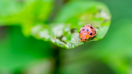 ladybug on the tip of the green leaf
