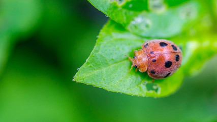 Fototapeta premium ladybug on the tip of the green leaf