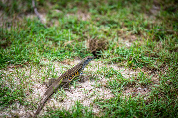skink, is a reptile Flake is a shadow. Mostly liked by the ground. There are some types of tree species. Some kind of legs