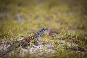skink, is a reptile Flake is a shadow. Mostly liked by the ground. There are some types of tree species. Some kind of legs