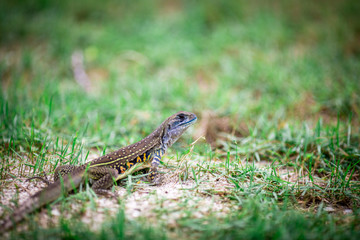 skink, is a reptile Flake is a shadow. Mostly liked by the ground. There are some types of tree species. Some kind of legs