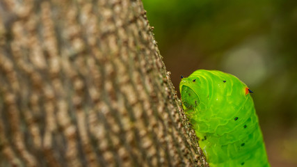 green caterpillar with red eye climb the bark of the tree