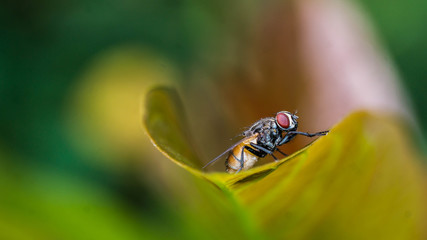 closeup of house fly resting on a leaf. shallow depth of field