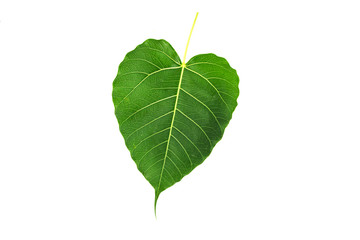 Fototapeta premium Green bodhi leaf vein on white background