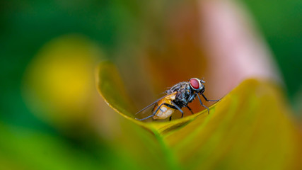 closeup of house fly resting on a leaf. shallow depth of field