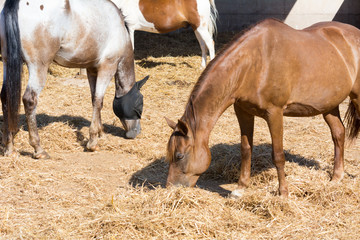 Horses Eating Hay in a Stable on Blur Background.