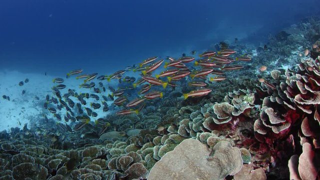 School of twospot snapper (Lutjanus biguttatus) are swimming in a Corl Reef, slow motion, WAKATOBI, Indonesia