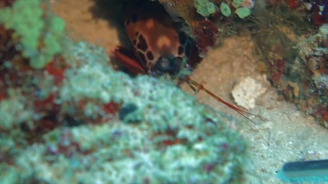 peacock mantis shrimp has one of the strongest hits in the animal kingdom. here it hits on a pointer stick of a scuba diver in slowmotion