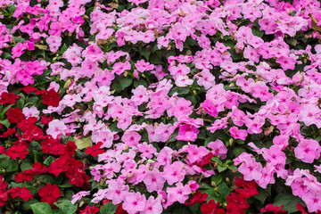 Pink and red Impatiens flower.