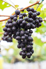 Grape bunch on a branch. Closeup.