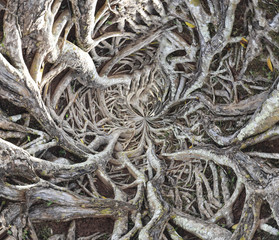 root of big tree for natural background