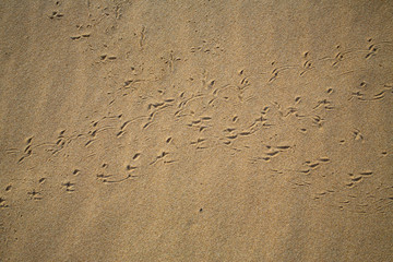 Bird footprints track on sandy beach, Abstract natural background