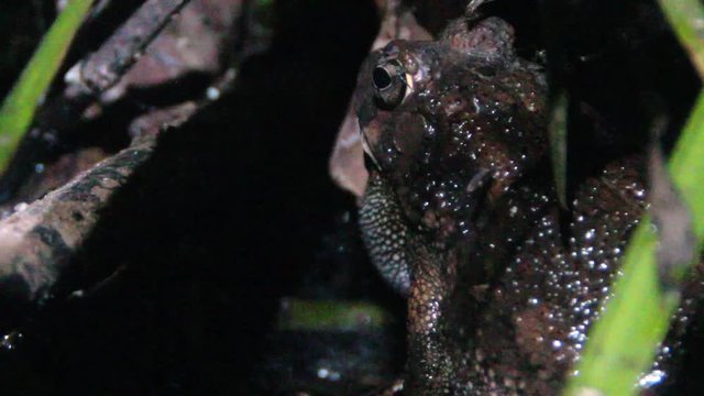 Male frog brushes mosquitoes off with its leg while it croaks and calls loudly in a Zambian river.