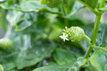 morinda Citrifolia Fruit And Leaf or Noni or Cheese fruit