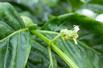 noni or Morinda citrifolia, great morinda, Indian mulberry, beach mulberry, or cheese fruit, on tree
