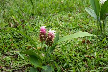 krachai flower or Curcuma sessilis