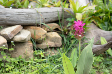krachai flower or Curcuma sessilis