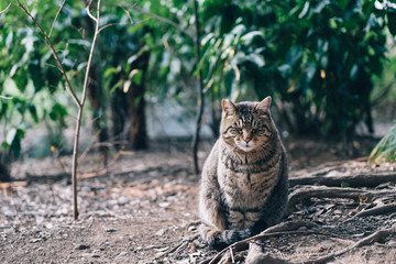 Obraz premium Stray cat