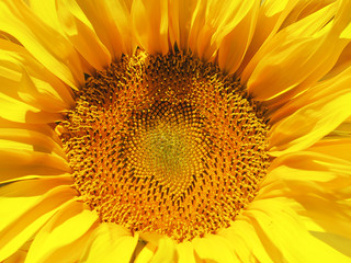 flower of a sunflower close-up.