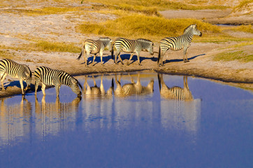 Fototapeta na wymiar Zebra Reflections