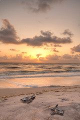 Fototapeta premium Złoty zachód słońca nad pisklętami Caretta caretta