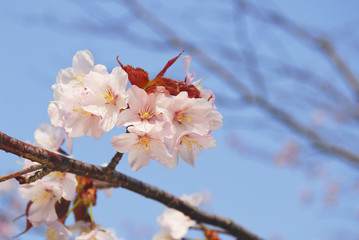 桜　春　素材
