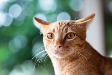 Fototapeta premium Portrait of ginger cat looking at camera, pet at home