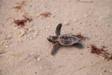 Selbstklebende Fototapete Schildkröte Hatchling baby loggerhead sea turtles Caretta caretta climb out of their nest