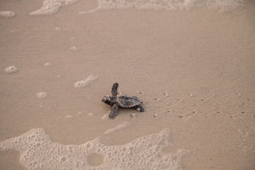 Obraz premium Hatchling baby loggerhead sea turtles Caretta caretta climb out of their nest