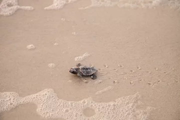 Photo sur Plexiglas Tortue Les nouveau-nés de tortues caouannes Caretta caretta sortir de leur nid