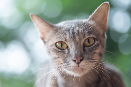 Portrait Of Striped Cat Looking At Camera, Pet At Home