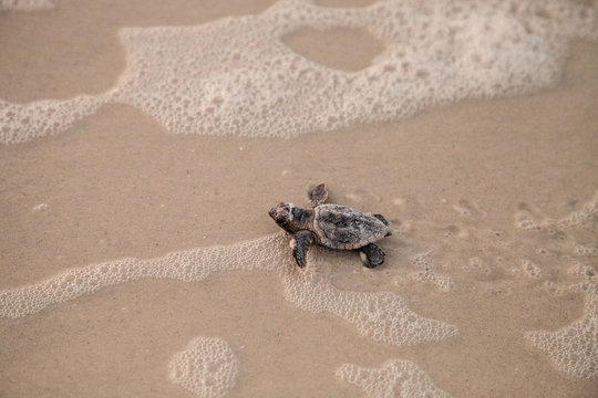Hatchling baby loggerhead sea turtles Caretta caretta climb out of their nest
