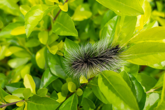 Creepy insect black Hairy Caterpillar long hair worm catch on the green leaf in the garden