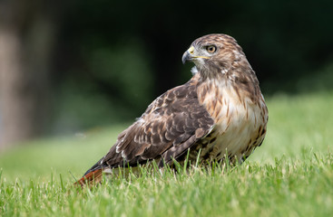 Red Tailed Hawk 