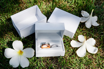Wedding rings in the white box on the grass, plumeria flowers, petals surround with shade of sun light