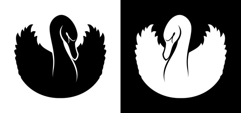 Black and white swans