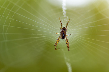 Spider in Web