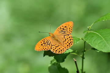 Fototapeta na wymiar Schmetterling orange mit schwarzen flecken Kaisermantel