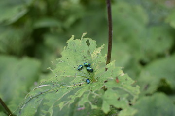 Blattkäfer fressen ein Blatt