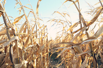 Dried corn stalks in a corn maze